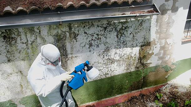 Mold Removal service in Riverside